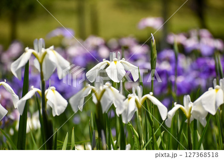 白い花ショウブ 白い花ショウブ 127368518