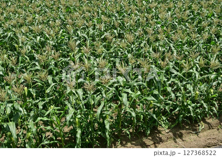 トウモロコシ（イネ科）の収穫直前の畑 127368522