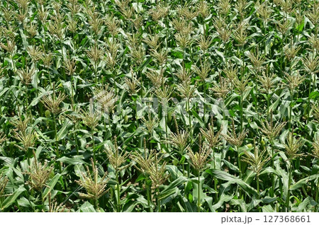 トウモロコシ（イネ科）の収穫直前の畑 127368661