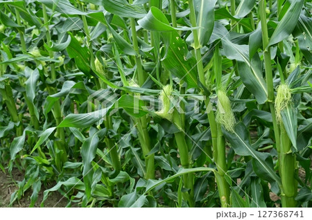 トウモロコシ(イネ科)の収穫直前の畑 トウモロコシ(イネ科)の収穫直前の畑 127368741