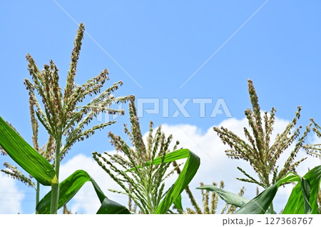 トウモロコシ（イネ科）の花 127368767
