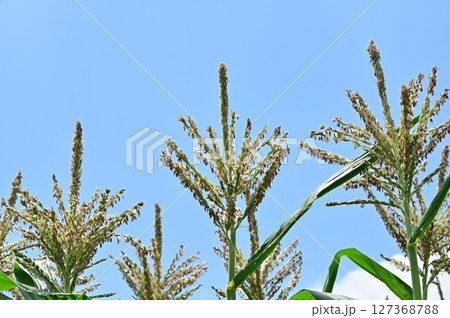 トウモロコシ(イネ科)の花 トウモロコシ(イネ科)の花 127368788