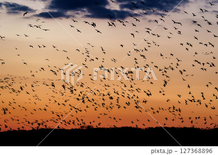 美唄・宮島沼で飛び立つマガンの群れ（夕景） 127368896
