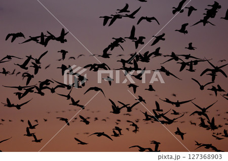 美唄・宮島沼で飛び立つマガンの群れ（夕景） 127368903