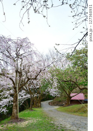 大峰山桜公園(新潟県) 大峰山桜公園(新潟県) 127368931