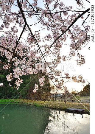 大峰山桜公園（新潟県） 127368932