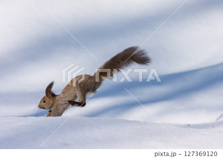 雪の上を駆けるエゾリス（北海道の冬） 127369120