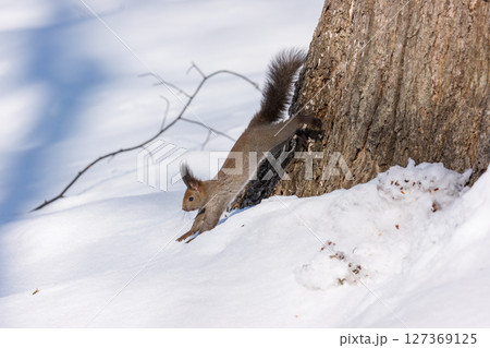雪の上を駆けるエゾリス（北海道の冬） 127369125