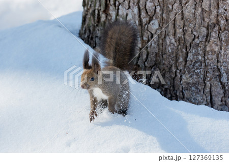 雪の上を駆けるエゾリス(北海道の冬) 雪の上を駆けるエゾリス(北海道の冬) 127369135