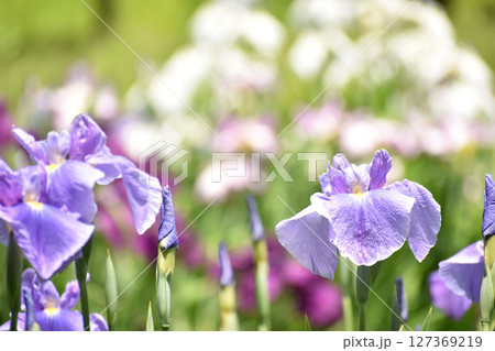 薄紫の花しょうぶ 127369219