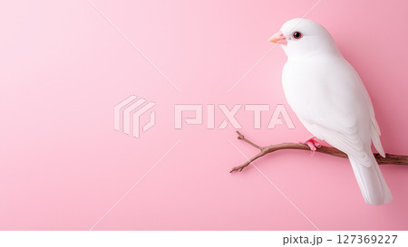Bird with Branch against a simple background 127369227