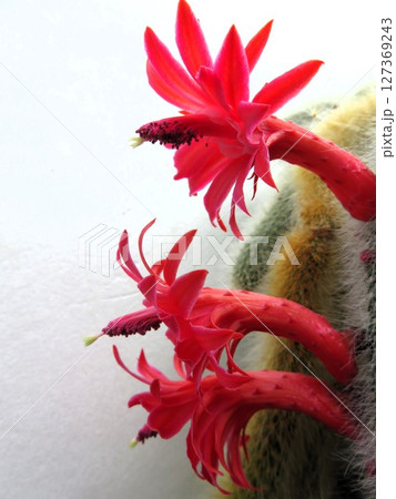 カラデモノニス　花 127369243