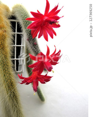 カラデモノニス 花 カラデモノニス 花 127369250