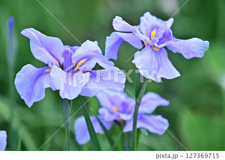 花菖蒲の花に焦点を定めてクローズアップで撮影した写真 127369715