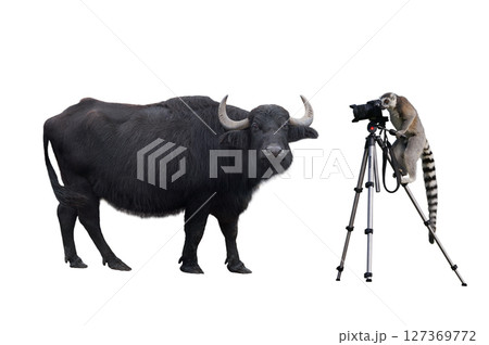 lemur stands on a tripod and holds a camera and photographs a Carpathian buffalo. isolated on white background 127369772