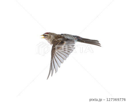bird in flight Common Redpoll isolated on white background bird in flight Common Redpoll isolated on white background 127369776