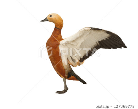 ruddy shelduck isolated on white background 127369778