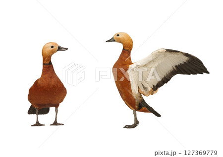 two ruddy shelduck isolated on white background 127369779