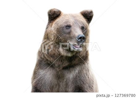 portrait of a brown bear isolated on a white background 127369780