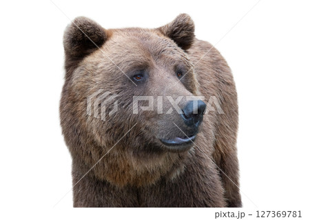 portrait of a brown bear isolated on a white background 127369781