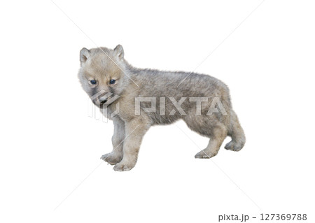little wolf cub isolated on white background 127369788