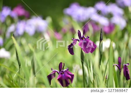 濃い紫の花しょうぶ 濃い紫の花しょうぶ 127369847