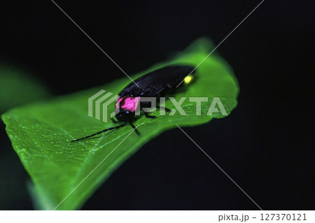 蛍のアップ 蛍のアップ 127370121