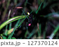 蛍のアップ 127370124