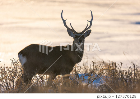 野付半島で夕日に浮かぶエゾシカのシルエット（北海道） 127370129