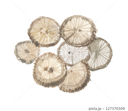 水彩で描いた アケビの茎 輪切り 水彩で描いた アケビの茎 輪切り 127370309