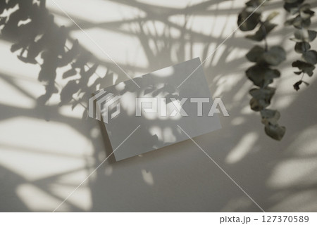 Real photograph white blank card mockup design template light shadow aesthetic nature background 127370589