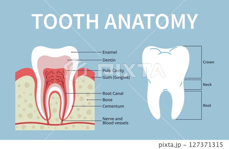 Tooth in section poster. Human dental anatomy structure, medical educational scheme, root canal, nerve with blood vessels, shiny teeth and cutaway, nowaday vector infographics banner Tooth in section poster. Human dental anatomy structure, medical educational scheme, root canal, nerve with blood vessels, shiny teeth and cutaway, nowaday vector infographics banner 127371315