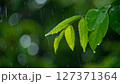 雨に濡れた葉～雨粒 127371364