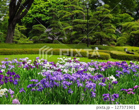 6月の皇居東御苑 ハナショウブが見頃を迎えた二の丸庭園の菖蒲田 6月の皇居東御苑 ハナショウブが見頃を迎えた二の丸庭園の菖蒲田 127371901