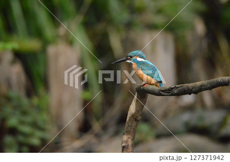 カワセミ(オス)(根川緑道・立川公園/東京都立川市) カワセミ(オス)(根川緑道・立川公園/東京都立川市) 127371942