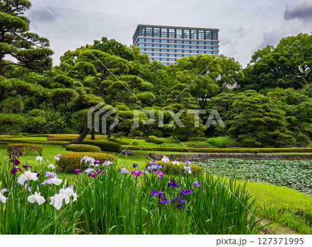 6月の皇居東御苑　ハナショウブが見頃を迎えた二の丸庭園の菖蒲田 127371995