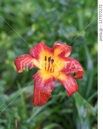 無人 植物 工場 127372272