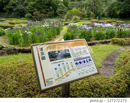 6月の皇居東御苑 ハナショウブが見頃を迎えた菖蒲田と解説板 6月の皇居東御苑 ハナショウブが見頃を迎えた菖蒲田と解説板 127372273