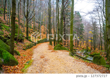 A peaceful pathway winds through the Jizera Mountains, surrounded by trees adorned with autumn colors. Fallen leaves create a vibrant carpet, inviting exploration on a crisp day. A peaceful pathway winds through the Jizera Mountains, surrounded by trees adorned with autumn colors. Fallen leaves create a vibrant carpet, inviting exploration on a crisp day. 127372727