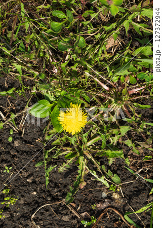 Dandelion weeds grow in the garden and on city streets. 127372944