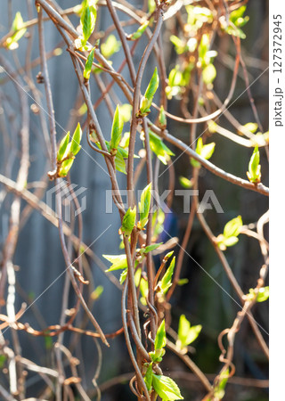 Chinese lemongrass. Branches with green young lemongrass leaves in spring. concept of medicinal plants. 127372945