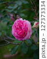 まったりとした薔薇、ピエールドロンサール 127373334