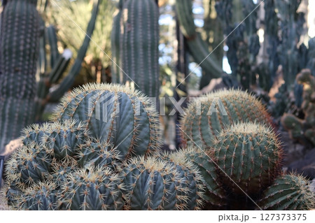 サボテン 127373375
