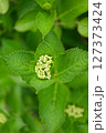 アジサイの蕾が膨らみ始めました 127373424