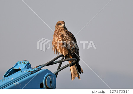 青空バックに悠然と飛ぶトビ 127373514