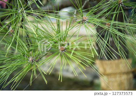 松の木 127373573