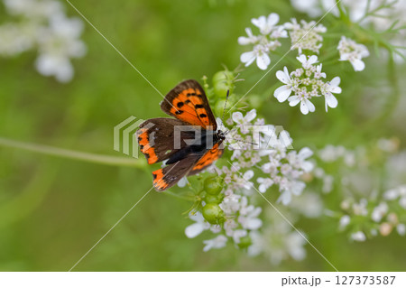 ベニシジミ 127373587