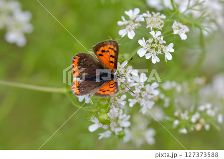 ベニシジミ 127373588