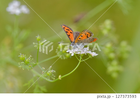 ベニシジミ ベニシジミ 127373593