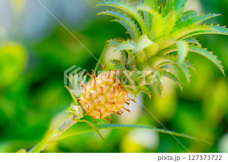 A small pineapple. 127373722